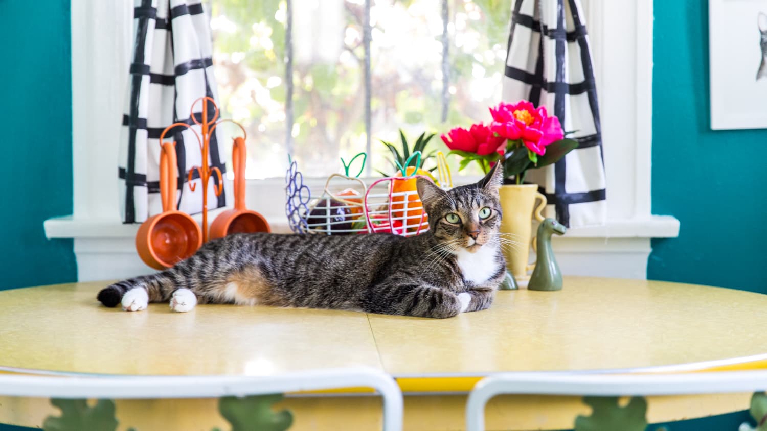 Training cats to on sale stay off counters